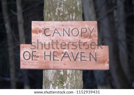 CANOPY OF HEAVEN wood post sign in the forest in winter