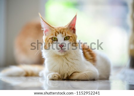 A red and white girl Maincoon cat sitting on the floor next to a glass window and cat tower in a house, day time lighting. Mean face kitten. Pussy