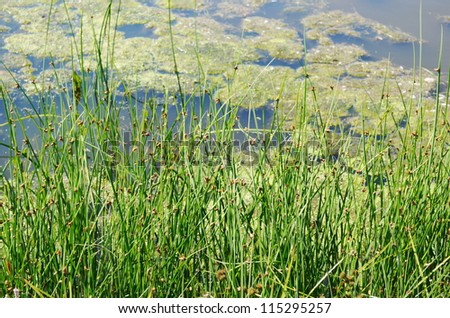 Reeds at the shore of a lake in autumn