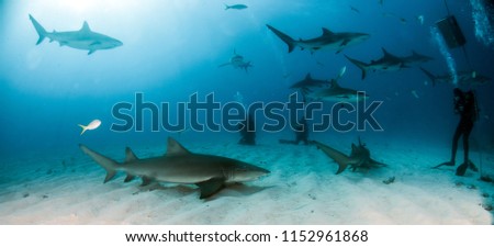 Picture shows Lemon and Caribbean reef sharks at the Bahamas
