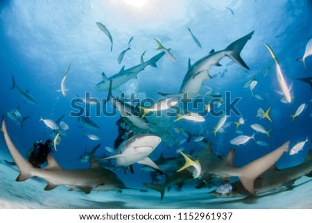 Picture shows a Caribbean reef sharks and lemon sharks at the Bahamas