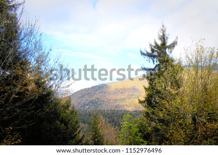 Colorful autumn landscape in the mountain forest
