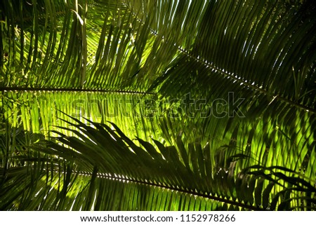 A Palm Leaf Roof ,  