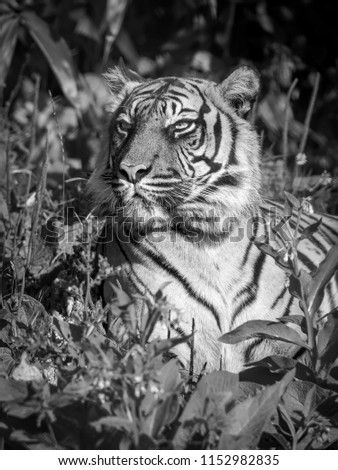 Eyes of the Sumatran tiger. Black and white photo