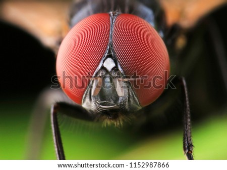 Sharp  and detailed of fly (Diptera) macro stay on the branches,High magnification (5X) and detailed, colorful of eyes.This wildlife insect from asia thailand. Take with super macro equipment.
