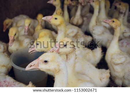 Yellow duck in box for sale fair. Incubator ducklings for sale
