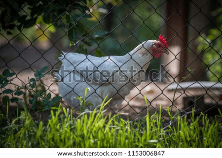 Chicken behind the fence