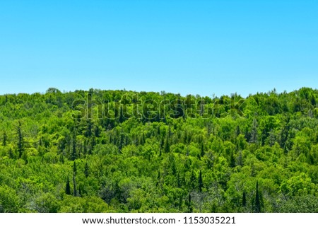Green forest in the upper peninsula of Michigan during the summer. Blue clear sky. United States