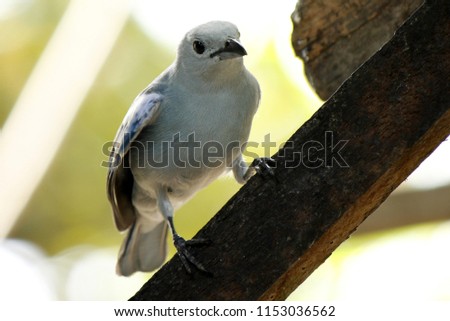 Photo of a Blue-gray tanager (Thraupis episcopus) in an area of Brazilian Amazon forest, with a background blurred