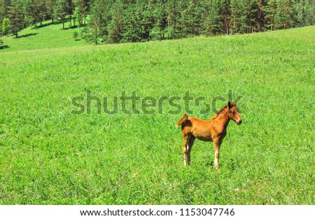 Wild red horse on a green background, lamb in the Meadow