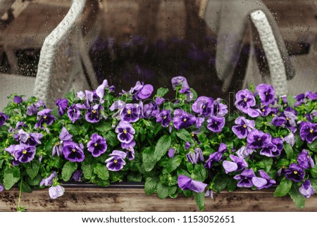 Purple pansy with raindrops on the petals in flower pot