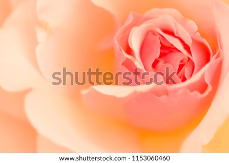 Close-up and abstract image of pink rose petal.