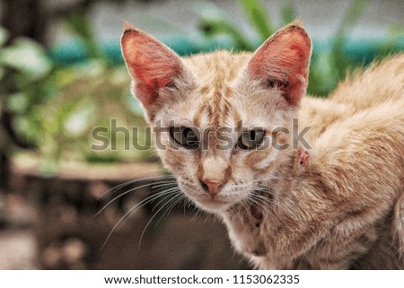 Portrait of the Cat on Outdoor background. 