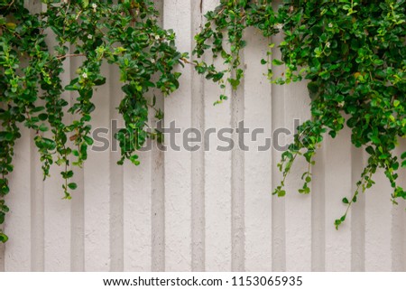Concrete wall with ornamental plants or ivy or garden tree for background.