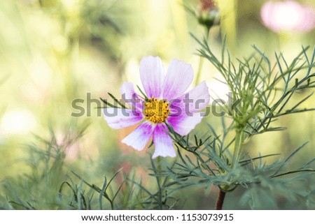 Cosmos flower (Cosmos bipinnatus) with blurred background. Beautiful flower. Close-up, macro.