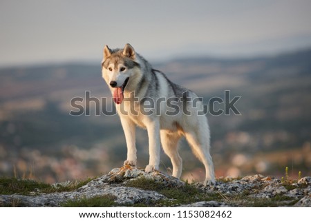 The magnificent gray Siberian husky stands on a rock in the Crimean mountains against the backdrop of the forest and mountains. A dog on a natural background.