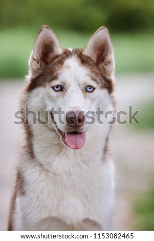 Portrait of a charismatic red Siberian husky on a background of green grass