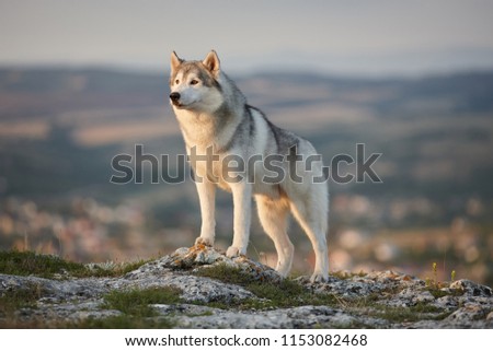 The magnificent gray Siberian husky stands on a rock in the Crimean mountains against the backdrop of the forest and mountains. A dog on a natural background.