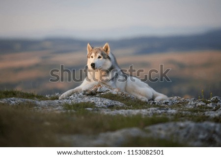 The magnificent gray Siberian Husky lies on a rock in the Crimean mountains against the backdrop of the forest and mountains. A dog on a natural background.