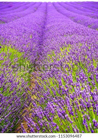 Breathtaking Lavender field, Hitchin Lavender Field, Ickleford, England. June to September is the best time to visit the field of lavender with full bloom, picture of big blue field is unforgettable
