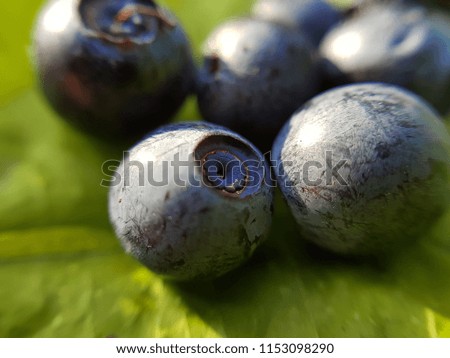 bilberries on a green leaf macro close up photo