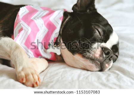 Dog girl Boston Terrier