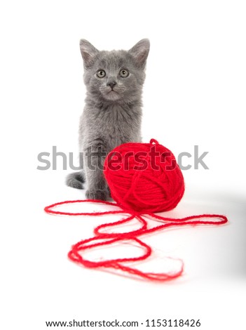 Cute baby gray kitten with red ball of yarn isolated on white background