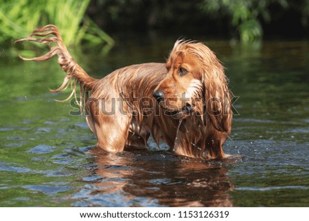 English Cocker Spaniel dog playing in a river