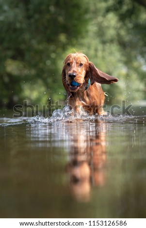 English Cocker Spaniel playing in a river