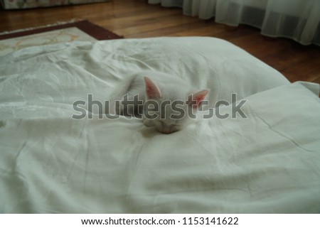 white kitten sleeping.