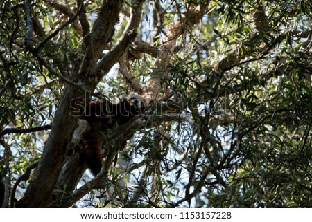 the red panda is hiding in a large tree