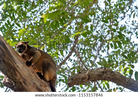 the Lumholtz's tree kangaroo is climbing up a tree