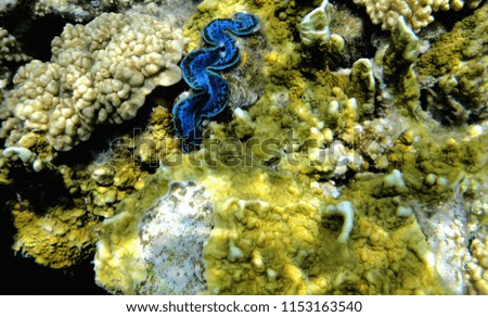  Beautiful underwater world with coral and sea shells in the Red sea. Egypt                              