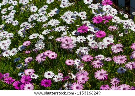 A small clump of cheerful African daisy Osteospermum plants from the Asteraceae species adds color to the winter landscape with white pink and purple flowers.
