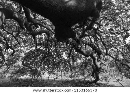 Jali village, the Gambia, Africa, massive old cashew tree with wide trunk and green leaves, outdoors on a sunny summer day in a dry season, scary horizontal black and white photography