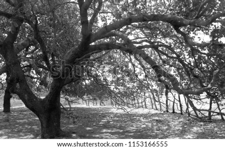 Jali village, the Gambia, massive old cashew tree with wide trunk and green leaves, outdoors on a sunny summer day in a dry season, scary horizontal black and white photography