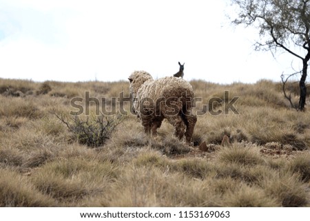 Lone Australian Sheep grazing roaming in dry outback with kangaroo blurred in distance