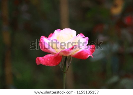 A rose in a garden. A rose on green background. 
