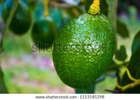 Green avocado in tree