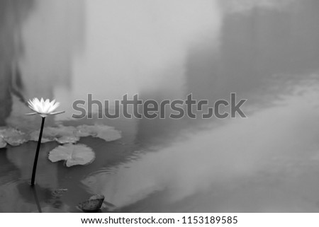 Black and white picture of  white Lotus flower on a stalk to emerge above the water surface. Have text space on right.