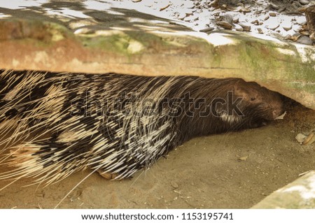 male porcupine takes shelter from the sun on a hot day