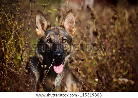 dog sheepdog portrait on field in summer