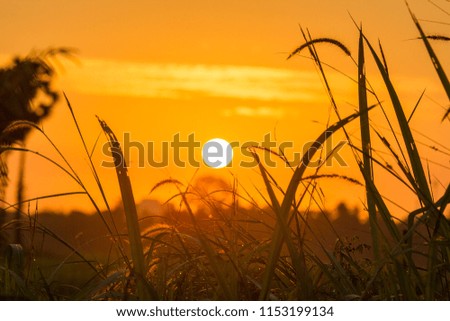 Flower grass with morning sun