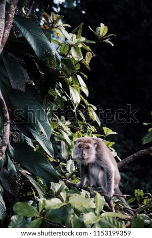 macaque sitting and watching in the middle of the borneo rainforest