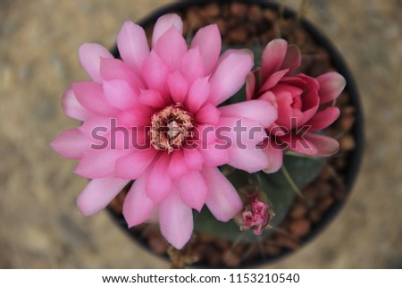 Pink flower of Cactus Gymno