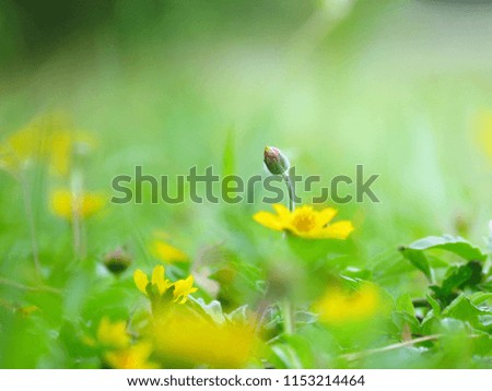 nature background concept, little pretty yellow flower in nature on spring morning with fresh green soft tone motion.
