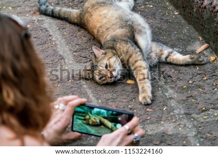 A woman is taking pictures of a cat lying on the sidewalk 