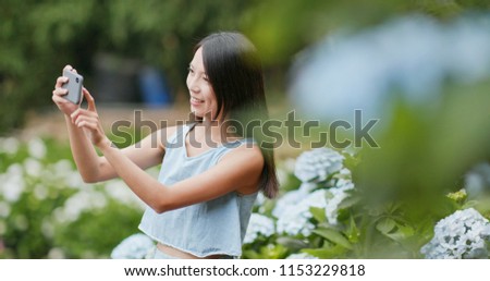 Woman taking photo on Hydrangea flower garden