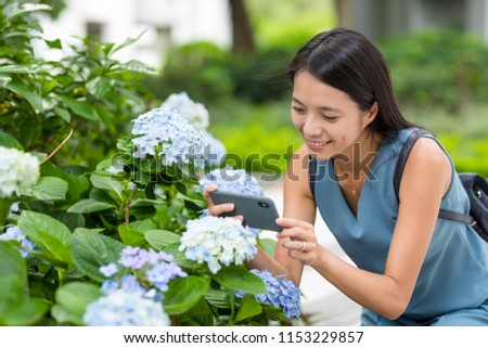 Woman take photo with mobile phone in Hydrangea farm 