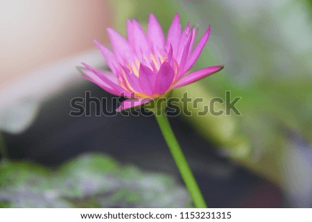 Pink Waterlily/Lotus flowers and green leaves in pond 